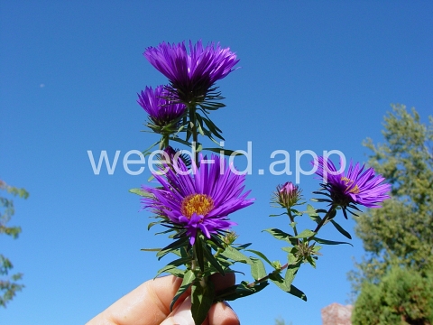 aster, New England